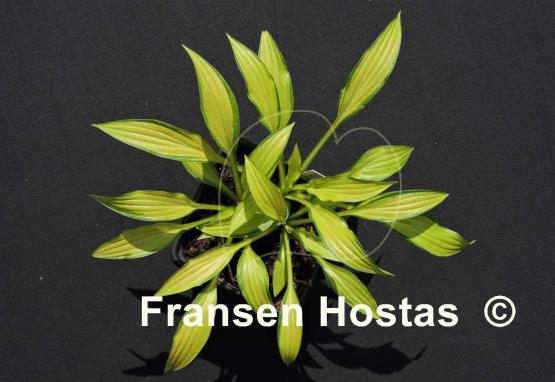 Hosta Green Eyes