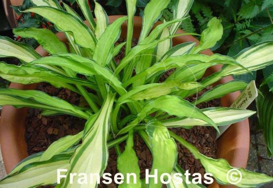 Hosta Green Eyes