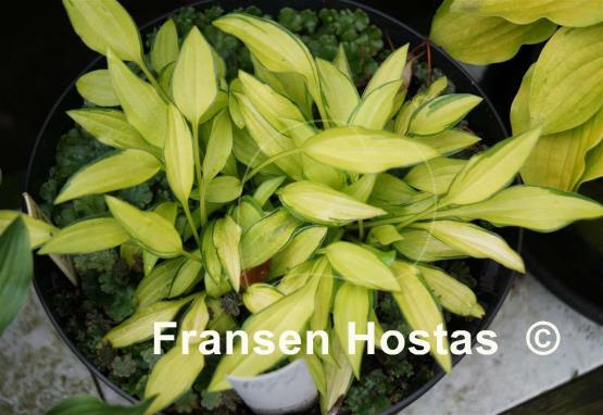 Hosta Green Eyes