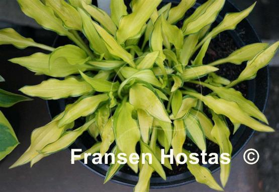 Hosta Green Eyes