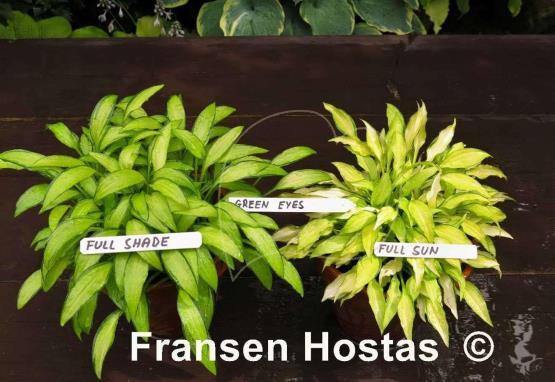Hosta Green Eyes