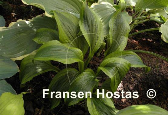 Hosta Green Flash