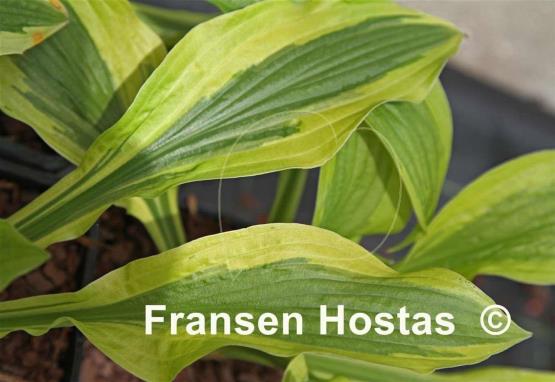 Hosta Green Flash