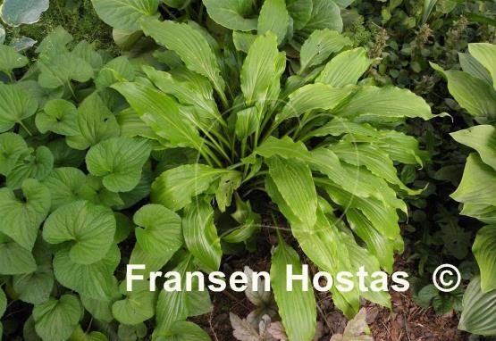 Hosta Green Fountain