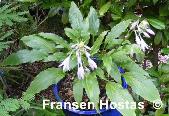 Hosta Green Fountain