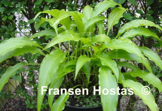 Hosta Green Fountain