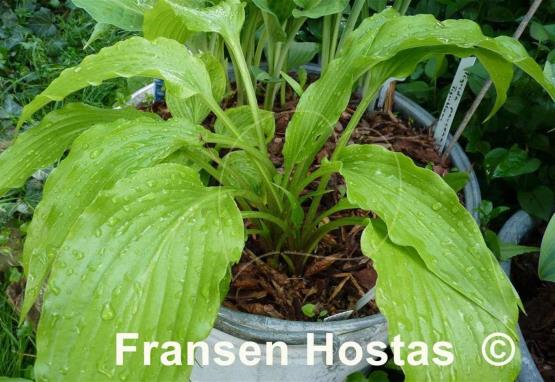 Hosta Green Fountain