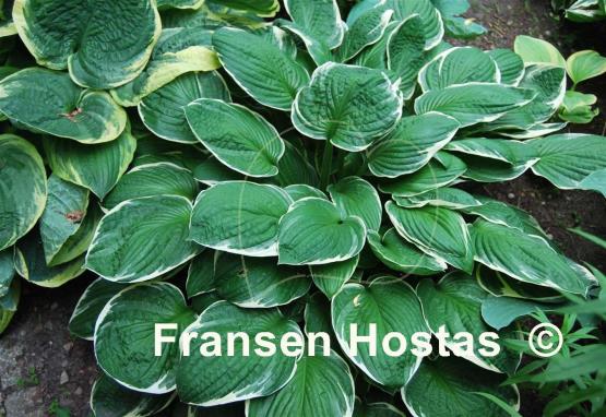 Hosta Green Gold
