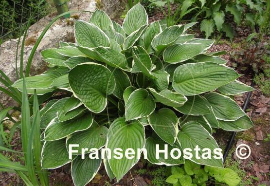 Hosta Green Gold