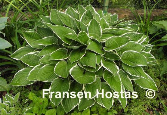 Hosta Green Gold