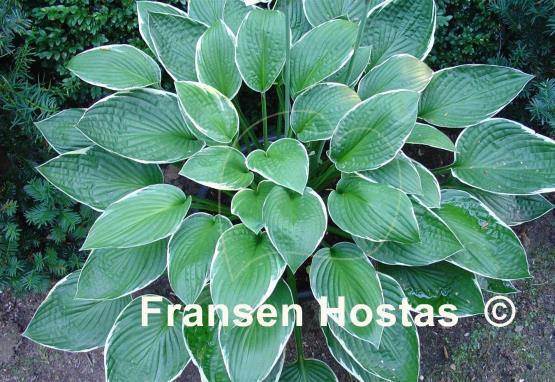 Hosta Green Gold