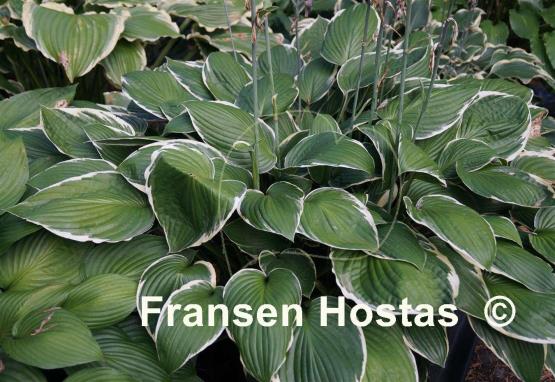 Hosta Green Gold