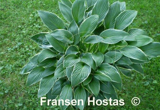Hosta Green Gold
