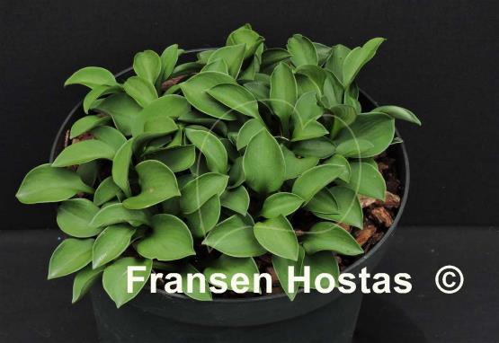 Hosta Green Mouse Ears