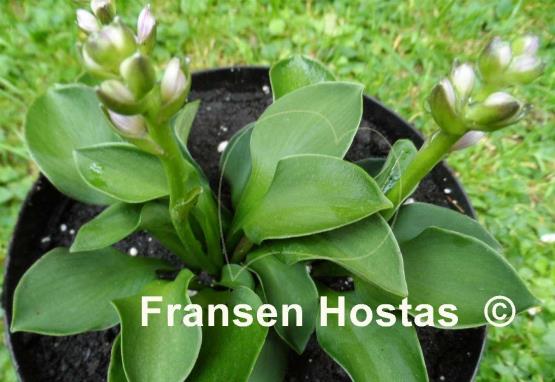 Hosta Green Mouse Ears