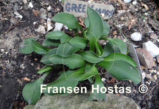Hosta Green Mouse Ears