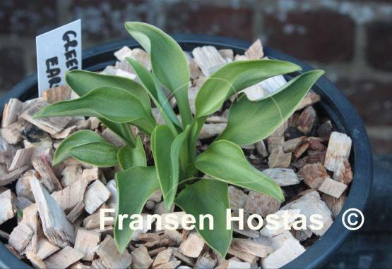Hosta Green Mouse Ears