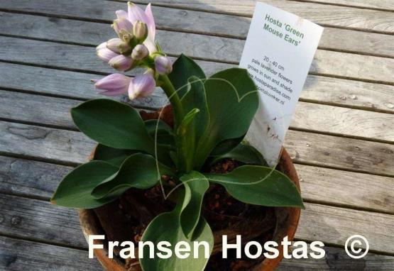 Hosta Green Mouse Ears
