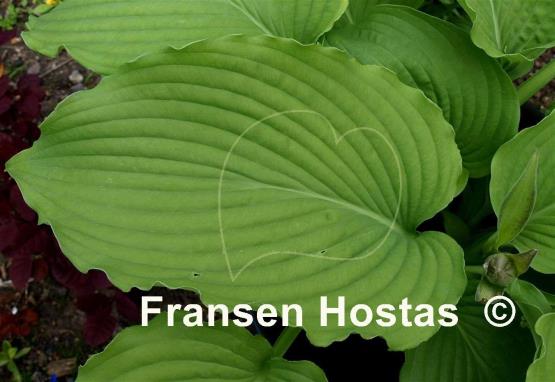 Hosta Green Piecrust