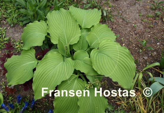Hosta Green Piecrust