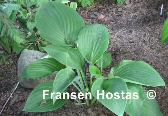 Hosta Green Sheen