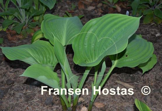 Hosta Green Sheen