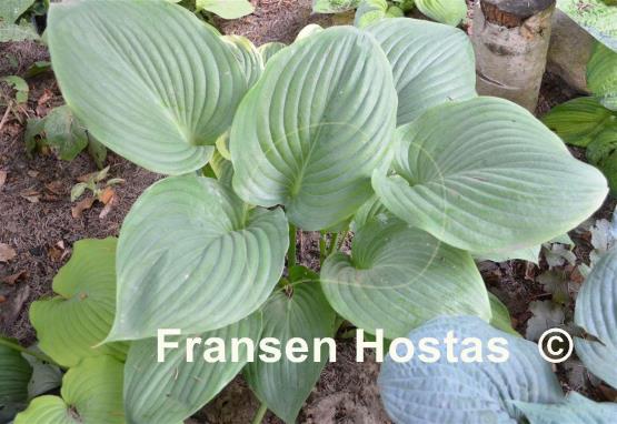 Hosta Green Sheen