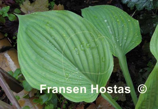 Hosta Green Velveteen