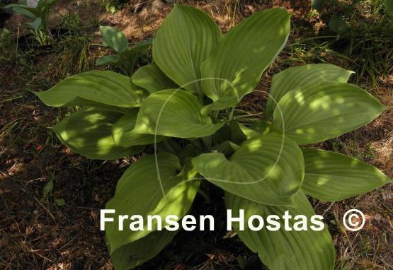 Hosta Green Velveteen