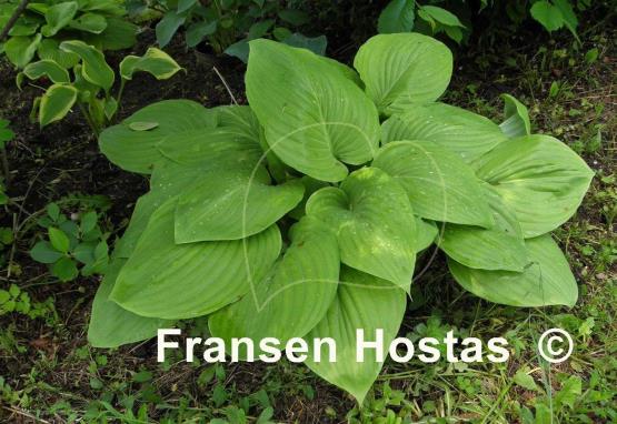 Hosta Green Velveteen
