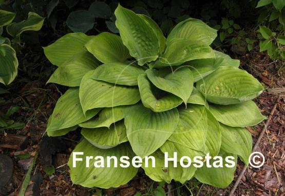 Hosta Green Velveteen