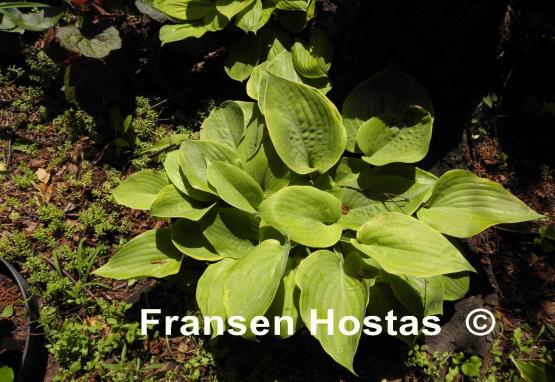 Hosta Green Wedge