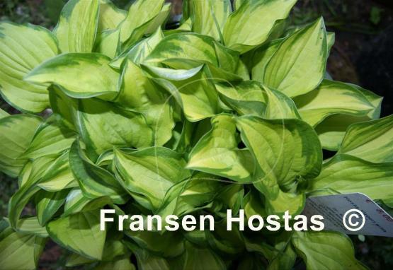 Hosta Green with Envy