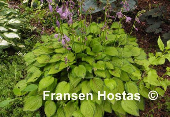 Hosta Green with Envy