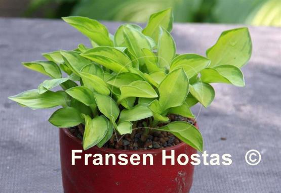 Hosta Green with Envy