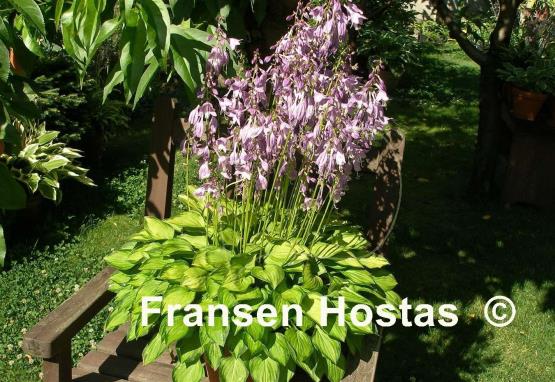 Hosta Green with Envy