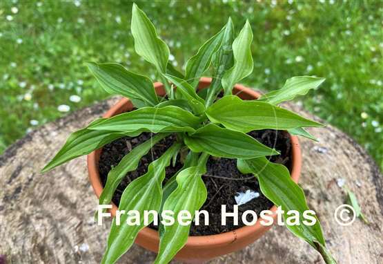 Hosta Greenie Weenie Bikini
