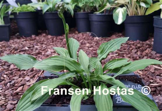 Hosta Greenie Weenie Bikini