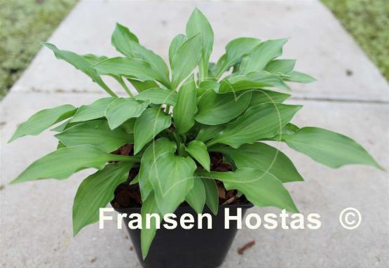 Hosta Greenie Weenie Bikini