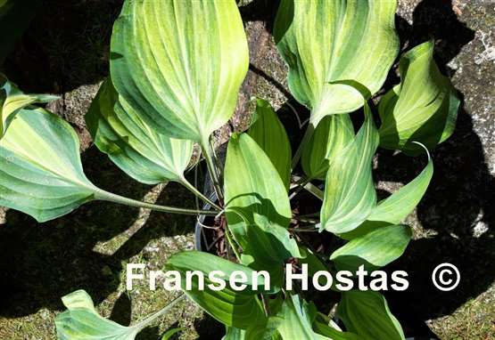 Hosta Gretchen's Rainbow