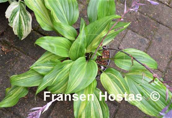 Hosta Gretchen's Rainbow