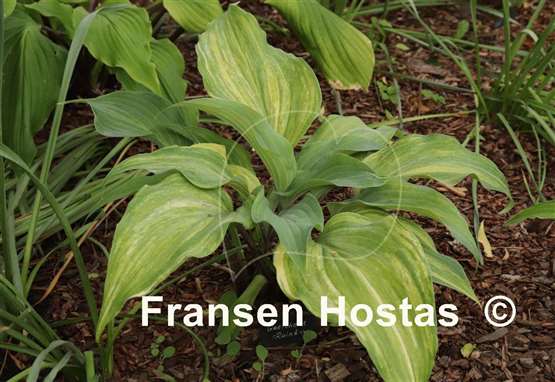Hosta Gretchen's Rainbow