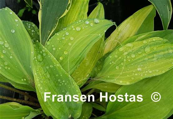 Hosta Gretchen's Rainbow