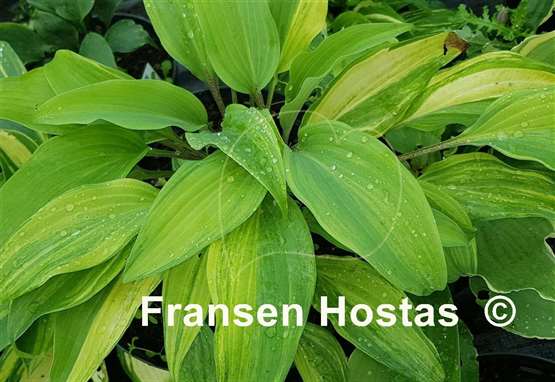 Hosta Gretchen's Rainbow