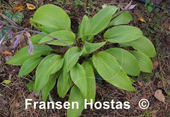 Hosta Gretchen's Grace