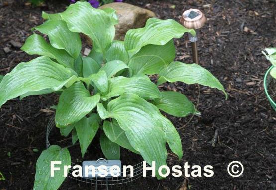 Hosta Gretchen's Grace