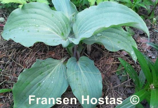 Hosta Gretchen's Grace