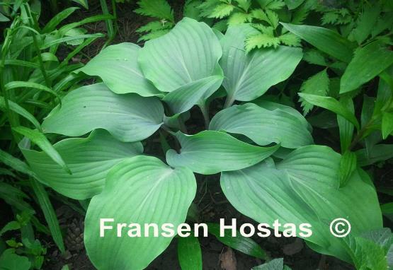Hosta Gretchen's Grace