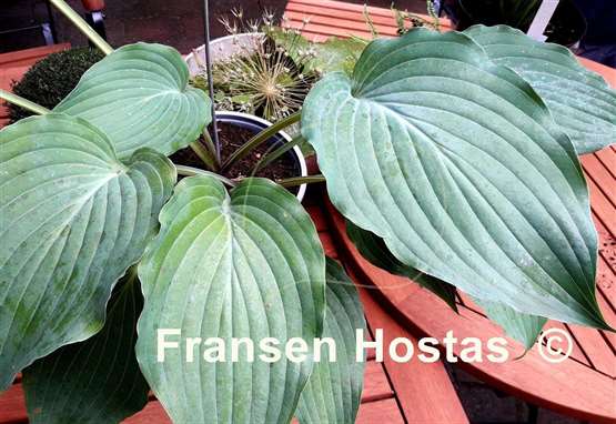 Hosta Grey Area