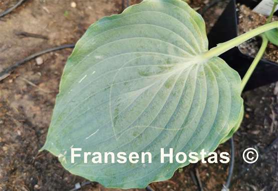 Hosta Grey Area